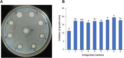 Isolation and characterization of Priestia megaterium KD7 for the biological control of pear fire blight
